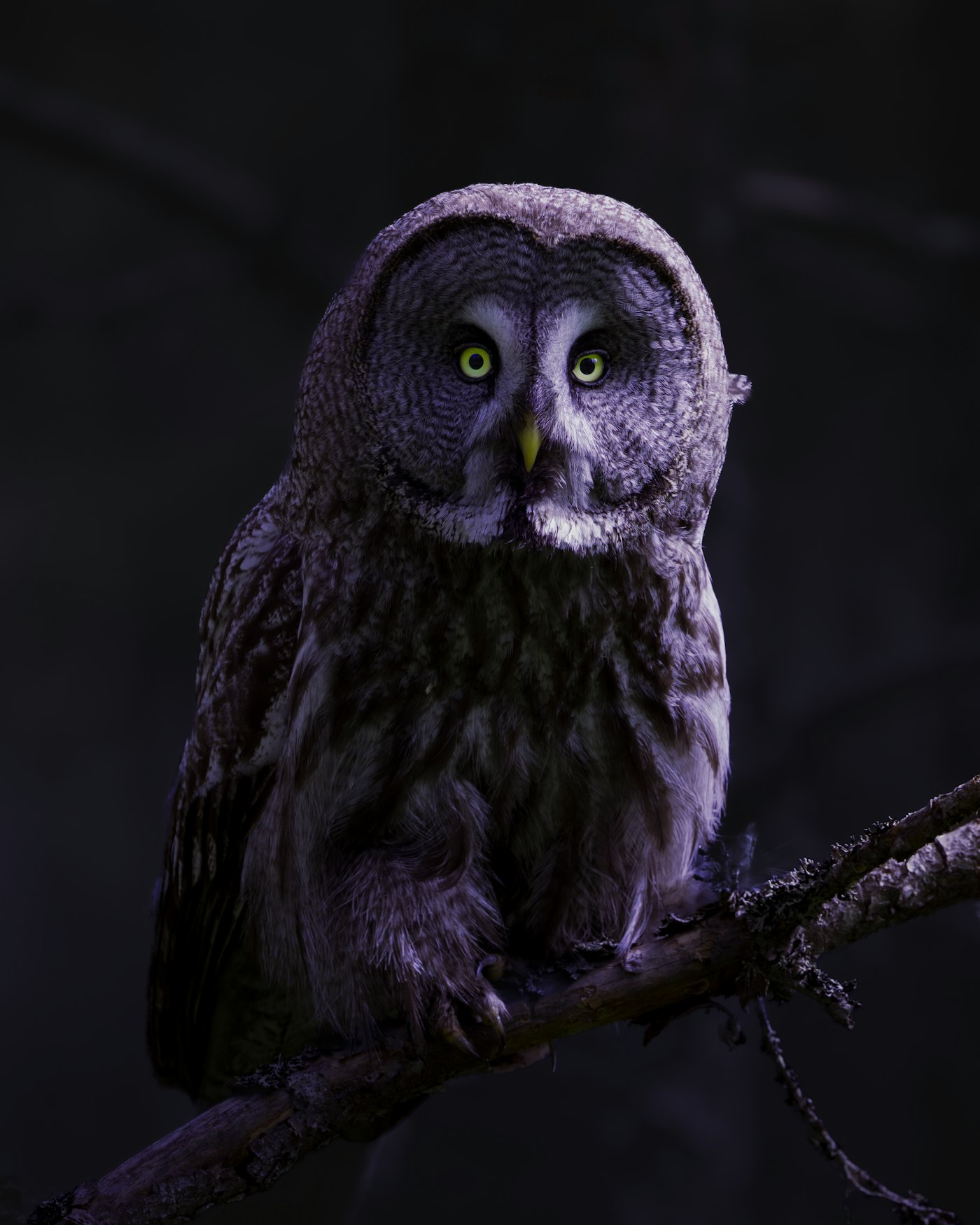 Búho nocturno, símbolo de NOCTÁMBULO